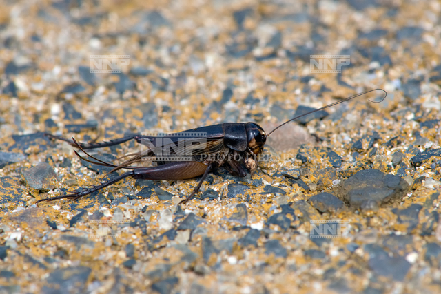 コオロギ 写真素材 ストックフォト Nnp Photo Library