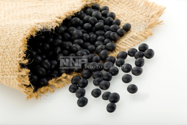 黒豆（クロマメ） / ≪写真素材・ストックフォト≫ NNP PHOTO LIBRARY