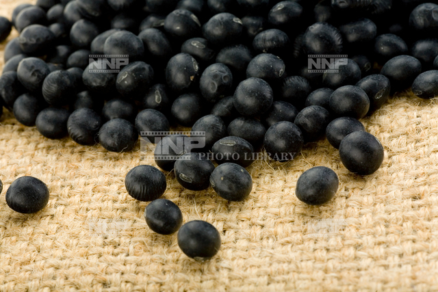 黒豆（クロマメ） / ≪写真素材・ストックフォト≫ NNP PHOTO LIBRARY