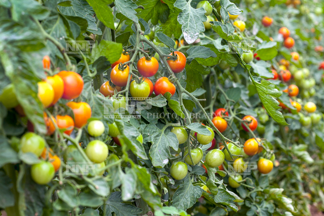 ミニトマト トマト畑 写真素材 ストックフォト Nnp Photo Library