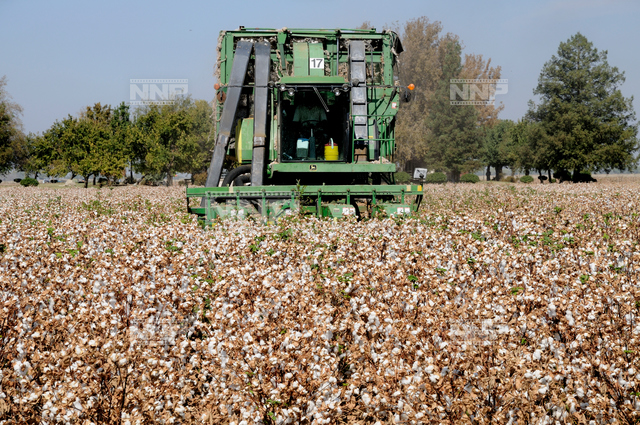 綿花収穫 写真素材 ストックフォト Nnp Photo Library