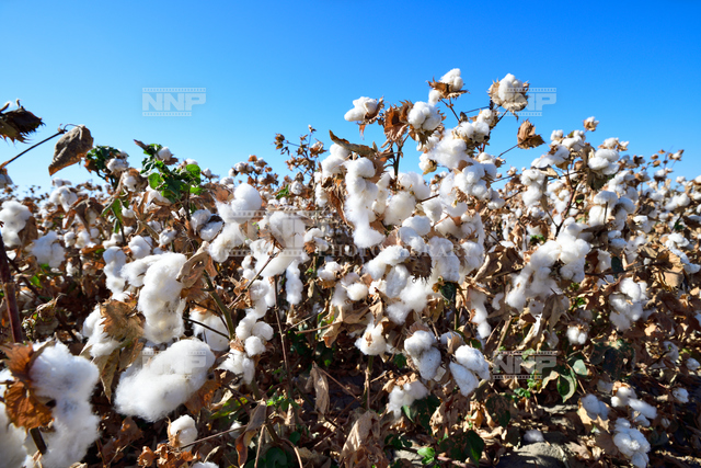 カリフォルニア州 綿花畑 写真素材 ストックフォト Nnp Photo Library