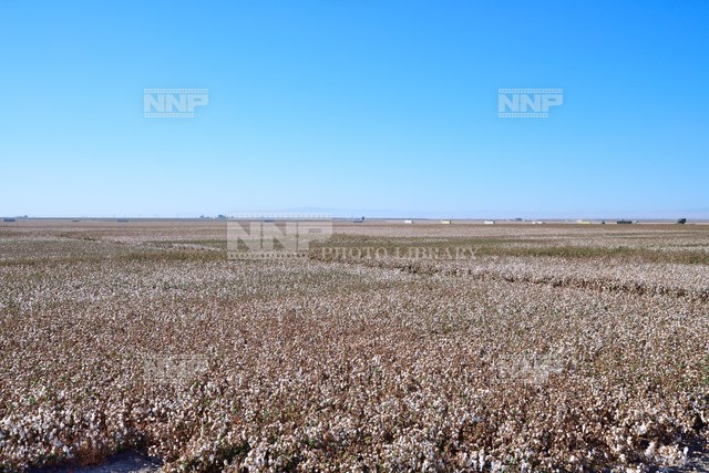カリフォルニア州 綿花畑 写真素材 ストックフォト Nnp Photo Library