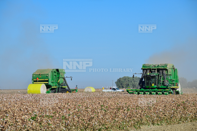 カリフォルニア州 綿花収穫 写真素材 ストックフォト Nnp Photo Library