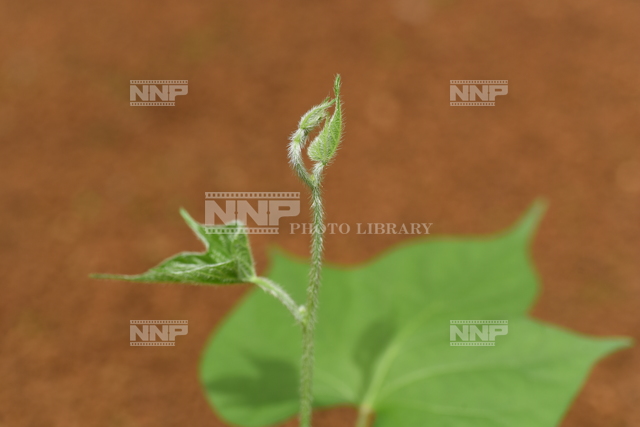 アサガオ つるの先 / ≪写真素材・ストックフォト≫ NNP PHOTO LIBRARY