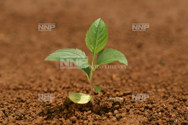 リンゴ　実生苗