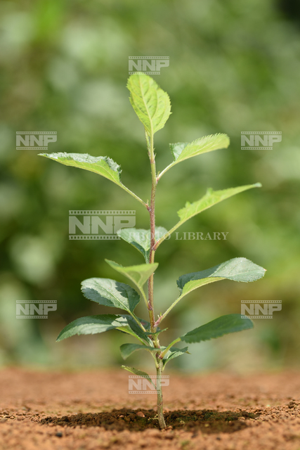 リンゴ　実生苗