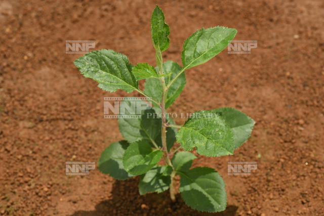 リンゴ　実生苗