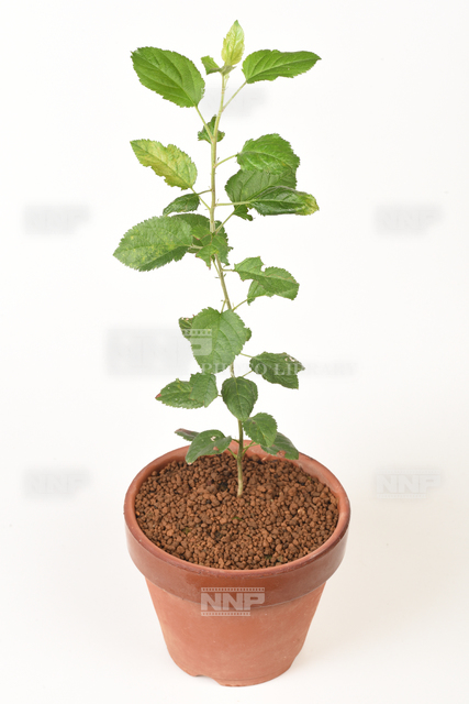 リンゴ　実生苗