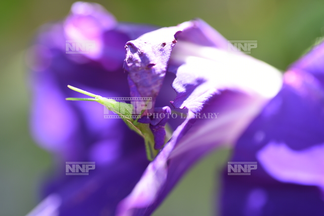 オンブバッタ　アサガオの花を食べる