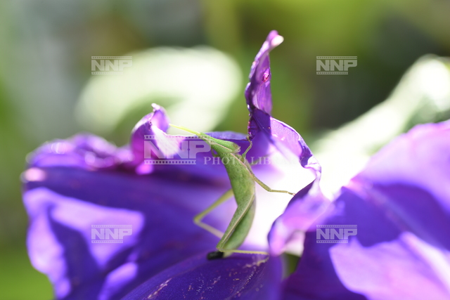 オンブバッタ　アサガオの花を食べる
