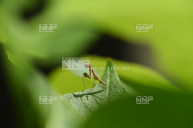 オオカマキリ　孵化したばかりの幼虫