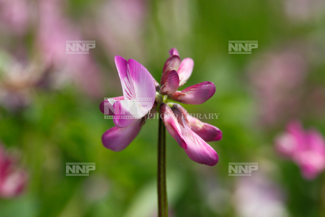 レンゲ つぼみと咲き始めた花 写真素材 ストックフォト Nnp Photo Library