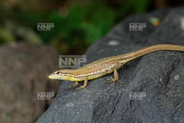 カナヘビ成体 / ≪写真素材・ストックフォト≫ NNP PHOTO LIBRARY