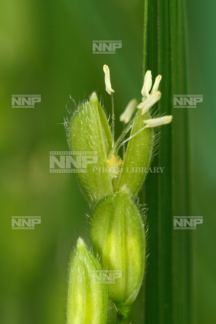 イネの雄花と雌花 / ≪写真素材・ストックフォト≫ NNP PHOTO LIBRARY