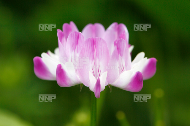 レンゲの花 / ≪写真素材・ストックフォト≫ NNP PHOTO LIBRARY