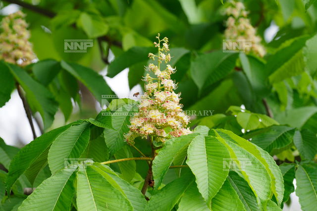 トチノキの花 セイヨウミツバチ訪花 / ≪写真素材・ストックフォト≫ NNP PHOTO LIBRARY