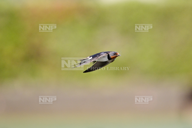 ツバメ成鳥 糸トンボを捕る / ≪写真素材・ストックフォト≫ NNP PHOTO LIBRARY