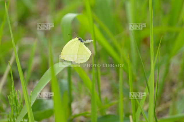 飛翔するキタキチョウ