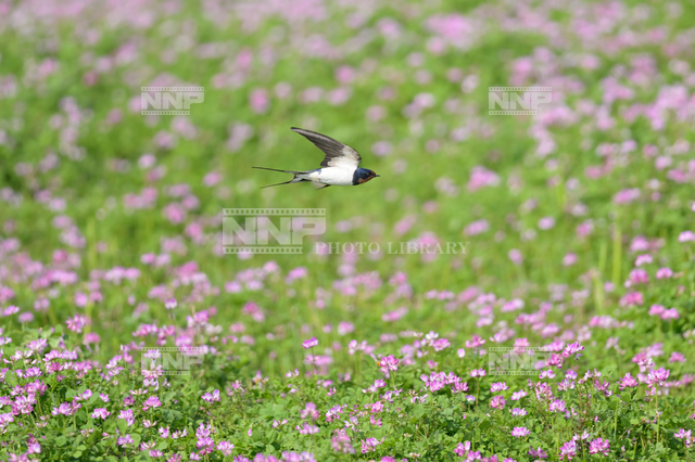 ツバメ成鳥オス　レンゲ畑で虫を捕る