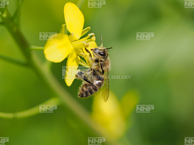 ニホンミツバチ顔を掻く