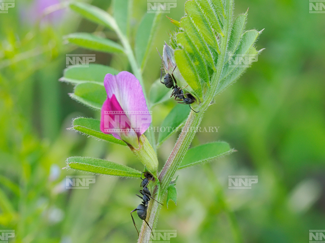 クロヤマアリ　カラスノエンドウの花外蜜腺から吸蜜
