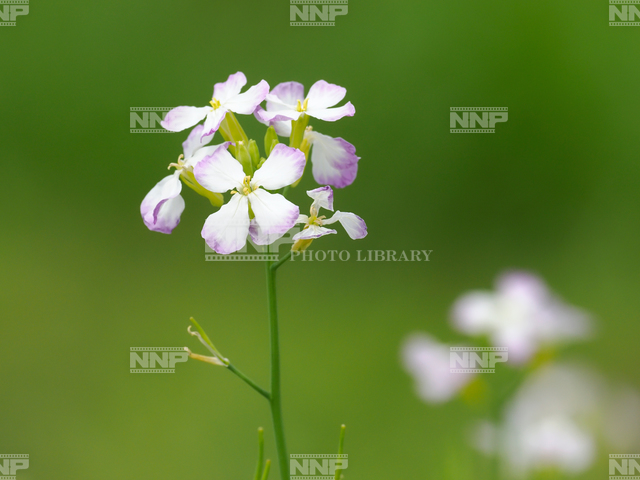 ダイコンの花
