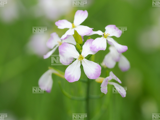 ダイコンの花