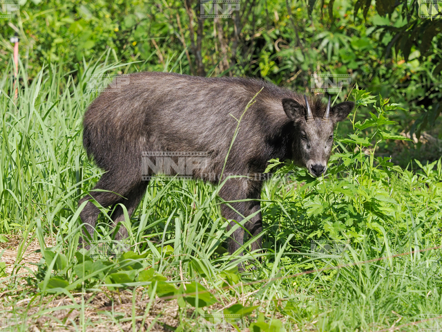 カモシカ　里に下りて草を食べる