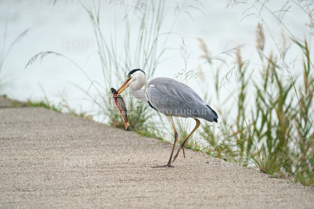 アオサギ　ボラを捕食