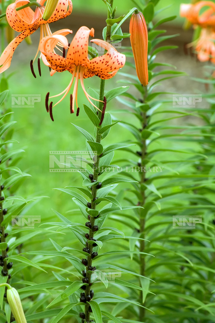 オニユリ むかご 珠芽 の様子 写真素材 ストックフォト Nnp Photo Library