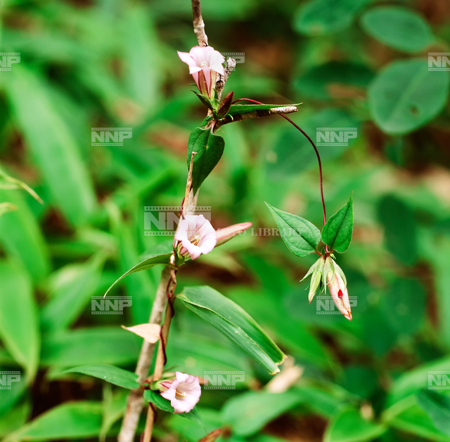 ツルリンドウ / ≪写真素材・ストックフォト≫ NNP PHOTO LIBRARY