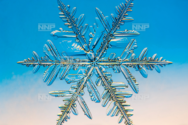 雪の結晶　樹枝六花