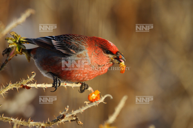 ハマナスの実を食べるギンザンマシコ 写真素材 ストックフォト Nnp Photo Library