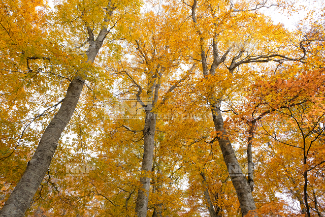 ブナ林紅葉 / ≪写真素材・ストックフォト≫ NNP PHOTO LIBRARY