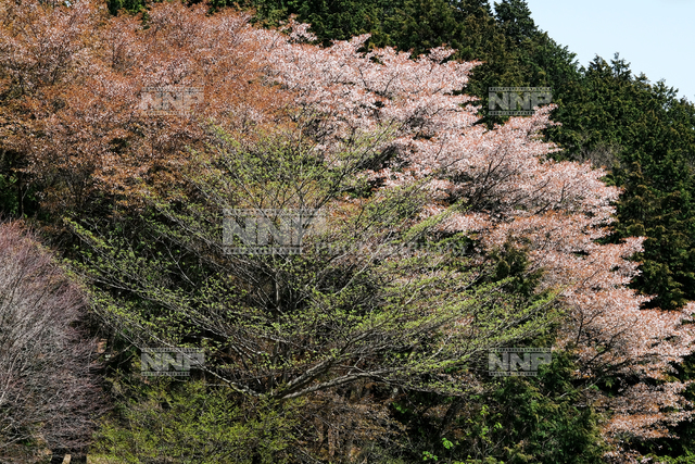 山桜満開