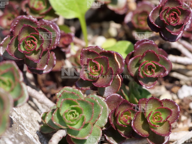 多肉植物 ベンケイソウの仲間 写真素材 ストックフォト Nnp Photo Library 多肉植物 ベンケイソウの仲間 写真素材 ストックフォト Nnp Photo Library