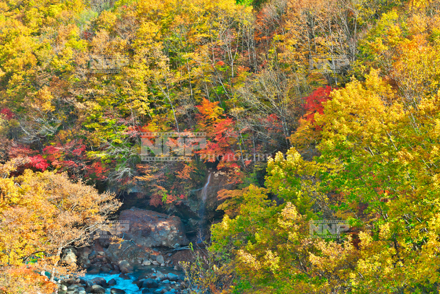 岩手県 晩秋の八幡平 松川渓谷 森の大橋より望む 写真素材 ストックフォト Nnp Photo Library