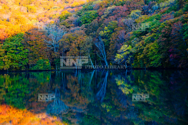 紅葉の蔦沼
