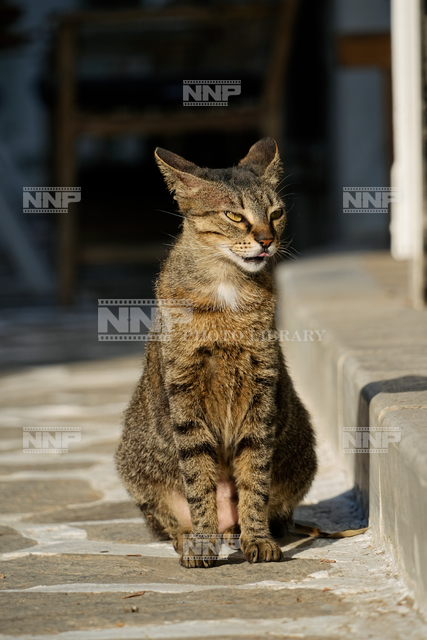 ロードス島の猫
