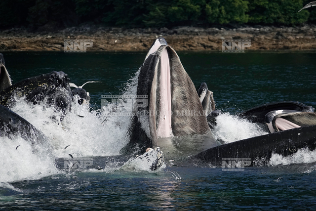 ザトウクジラの採餌