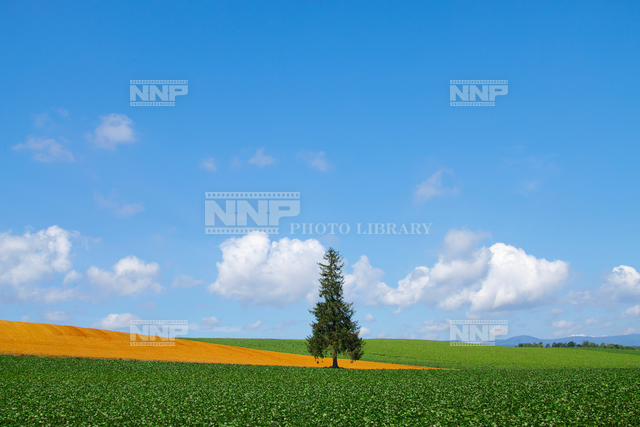 樹のある風景