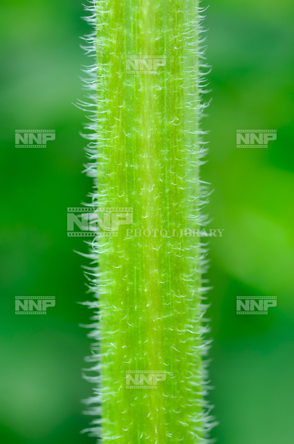ヒマワリの葉と茎の様子5 / ≪写真素材・ストックフォト≫ NNP PHOTO LIBRARY