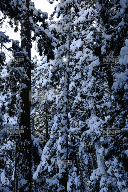 森林の雪