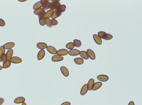 写真一覧ページ 写真素材 ストックフォト Nnp Photo Library