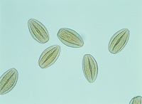 写真一覧ページ 写真素材 ストックフォト Nnp Photo Library