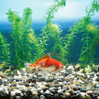 金魚　和金
