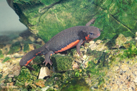 イモリ　♀