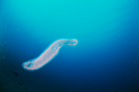 ヒカリボヤ