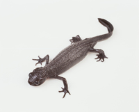 イモリ　オス